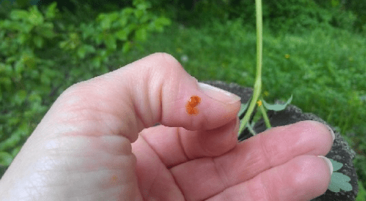 Celandine against papilloma