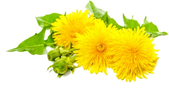 Dandelion against papillomas