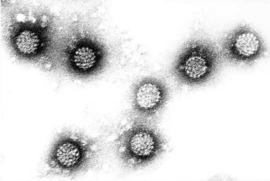 Human papilloma viruses